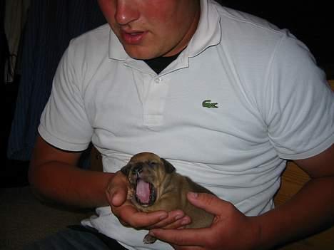 Staffordshire bull terrier Miclo billede 2