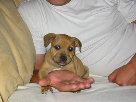 Staffordshire bull terrier Miclo billede 3