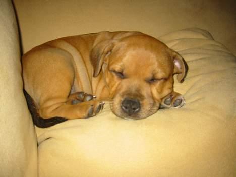 Staffordshire bull terrier Miclo billede 4