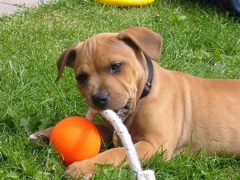 Staffordshire bull terrier Miclo billede 5