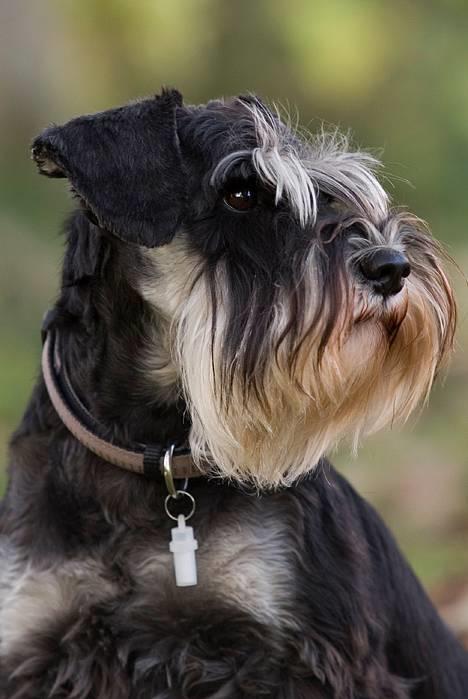 Dvaergschnauzer Kiki RIP 010611 -  NYT 7.10.06 billede 1