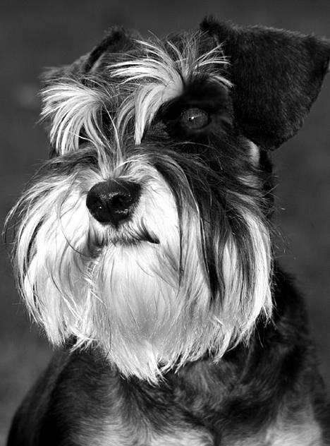 Dvaergschnauzer Kiki RIP 010611 - NYT 7.10.06 billede 11
