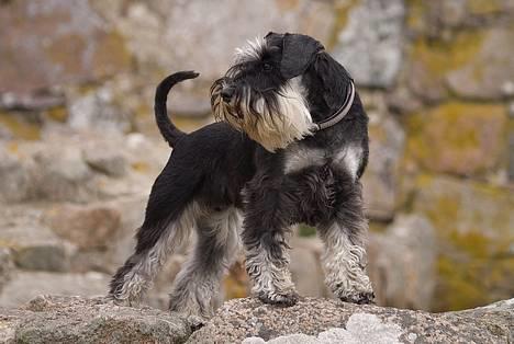 Dvaergschnauzer Kiki RIP 010611 - Kiki v Hammershus billede 12