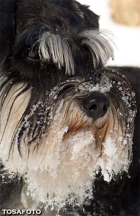 Dvaergschnauzer Kiki RIP 010611 - NYT 050306 billede 13