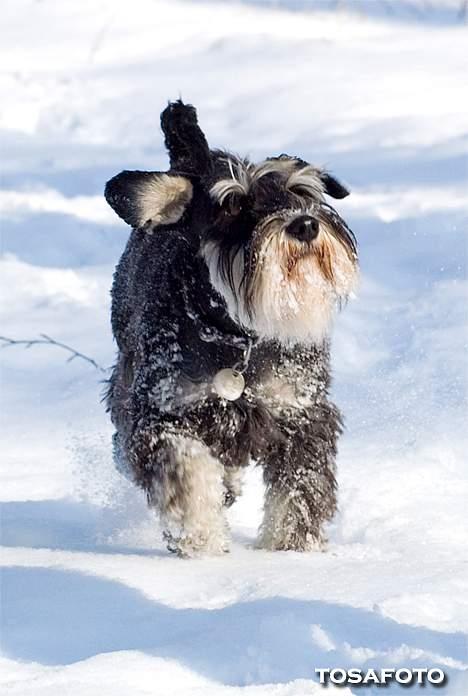 Dvaergschnauzer Kiki RIP 010611 - NYT 050306 billede 14