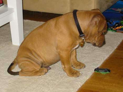 Staffordshire bull terrier Miclo billede 6