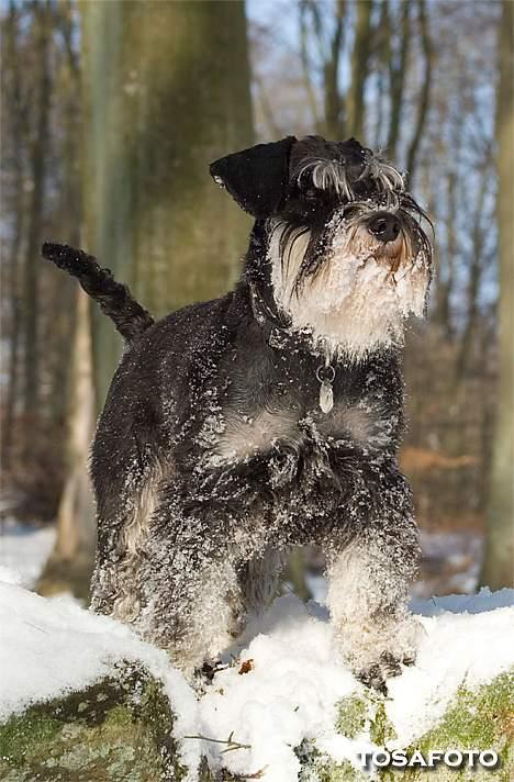 Dvaergschnauzer Kiki RIP 010611 - NYT 050306 billede 15