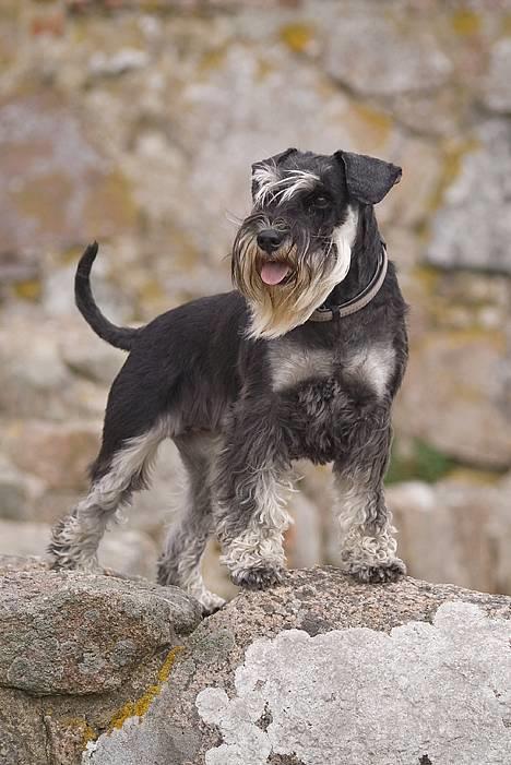 Dvaergschnauzer Kiki RIP 010611 - Kiki v Hammershus billede 16