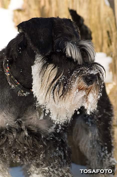 Dvaergschnauzer Kiki RIP 010611 - NYT 050306 billede 17