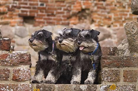 Dvaergschnauzer Kiki RIP 010611 - NYT Alle tøserne v Hammershus billede 18