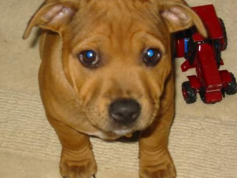 Staffordshire bull terrier Miclo billede 7