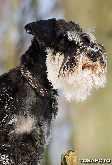 Dvaergschnauzer Kiki RIP 010611 - NYT 050306 billede 19