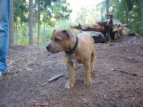 Staffordshire bull terrier Miclo billede 8