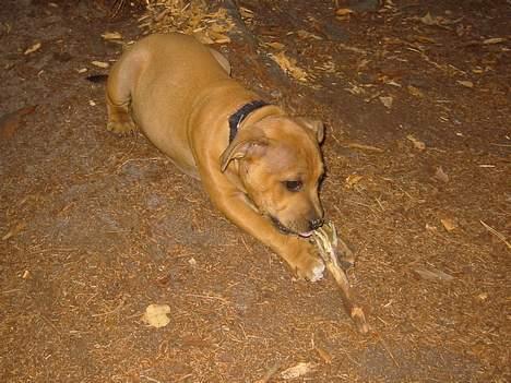 Staffordshire bull terrier Miclo billede 9