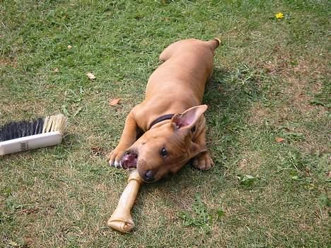 Staffordshire bull terrier Miclo billede 10