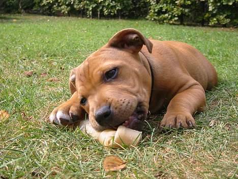 Staffordshire bull terrier Miclo billede 11