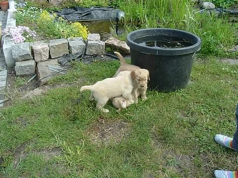 Golden retriever Donna - Hun er ikke særlig stærk bliver tævet af hanhundene(Donna er den nederste<3) billede 20
