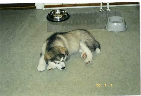 Alaskan malamute First Balto *himmelhund* billede 3
