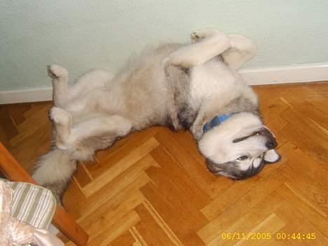 Alaskan malamute First Balto *himmelhund* - så er der dømt hygge billede 4