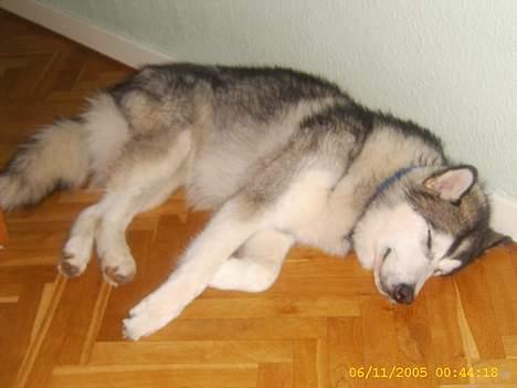 Alaskan malamute First Balto *himmelhund* billede 5