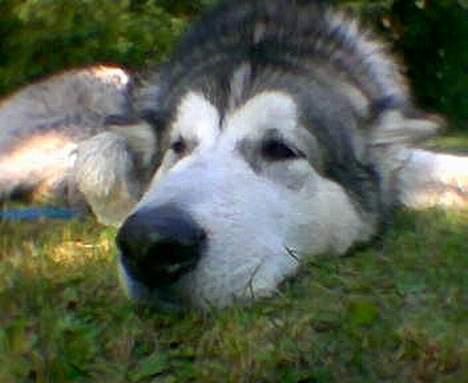 Alaskan malamute First Balto *himmelhund* - Det er hårdt og være ude og bade.... billede 6
