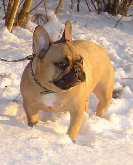 Fransk bulldog Dafne - Hej.. Jeg ved godt, at jeg er dejlig billede 1