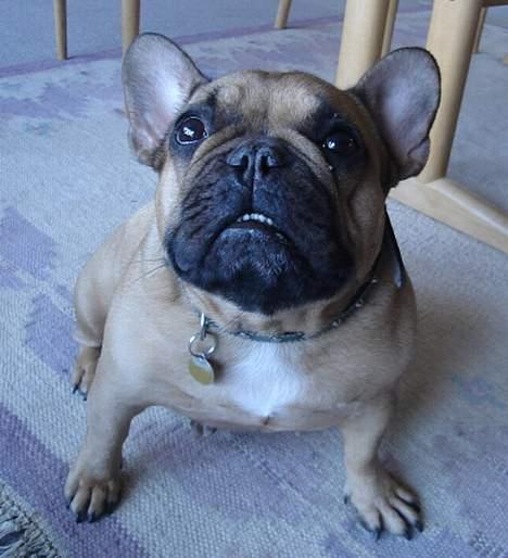 Fransk bulldog Dafne - Min maske er sort billede 2