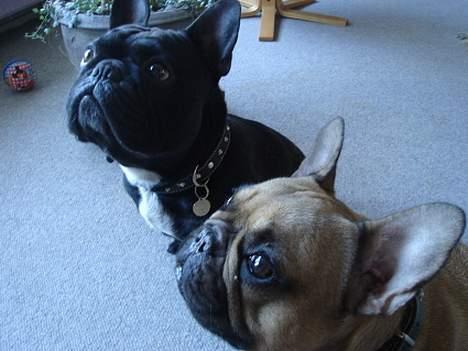 Fransk bulldog Dafne - Det er altså min bror, ham den sorte... billede 3
