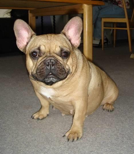 Fransk bulldog Dafne - Er jeg ikke fotogen? billede 4