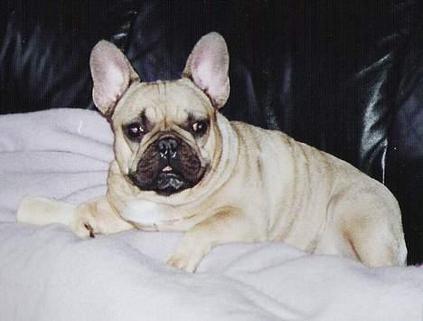 Fransk bulldog Dafne - Helt ærligt, jeg er også lidt magelig billede 5