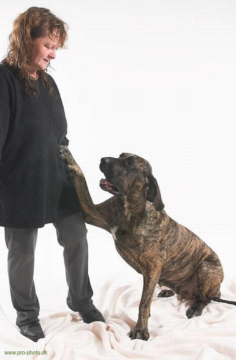 Fila brasileiro Garbosa De Los Tres Naran - Garbosa og Moaaaaaaaaaar billede 14