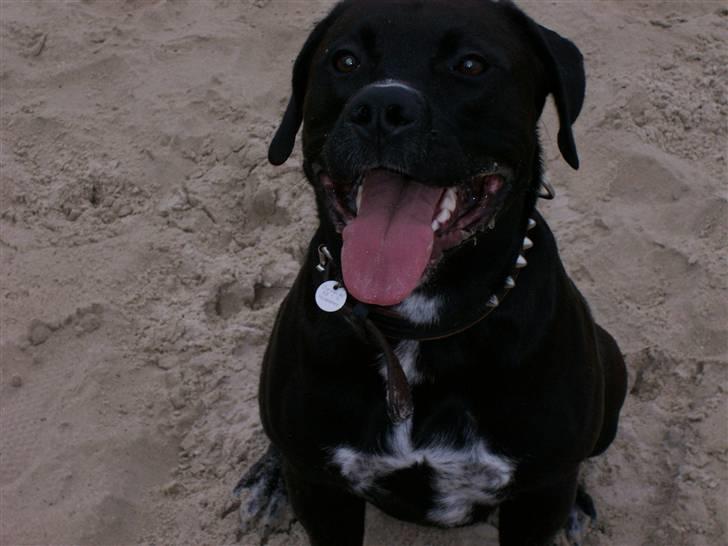 Blanding af racer BonZo billede 17