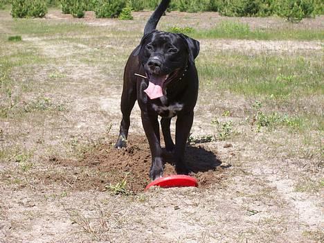 Blanding af racer BonZo billede 18