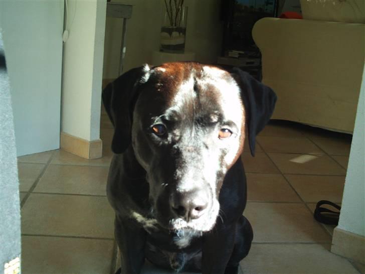 Blanding af racer BonZo billede 19