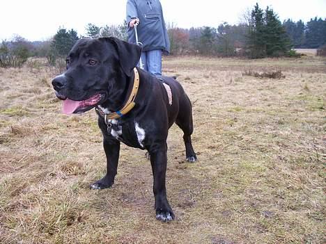 Blanding af racer BonZo billede 20