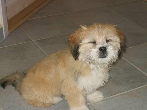 Lhasa apso Molly  - Molly misser til fyrene billede 5