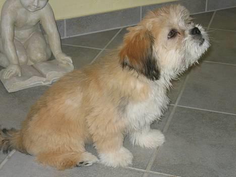 Lhasa apso Molly  - Molly den 05.03.06 billede 6