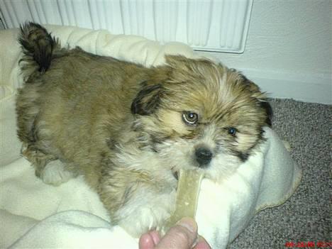 Lhasa apso Molly  - Molly hygger billede 7