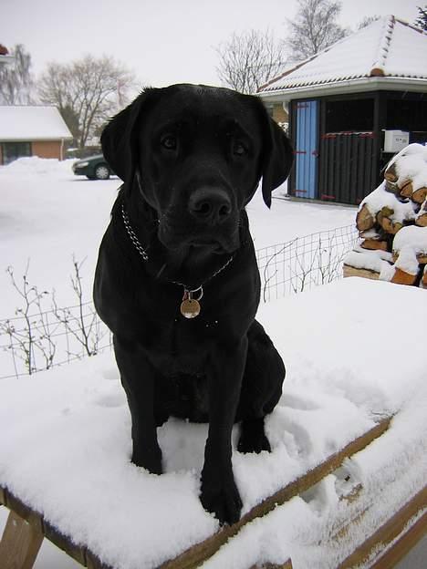 Labrador retriever Nemo billede 12