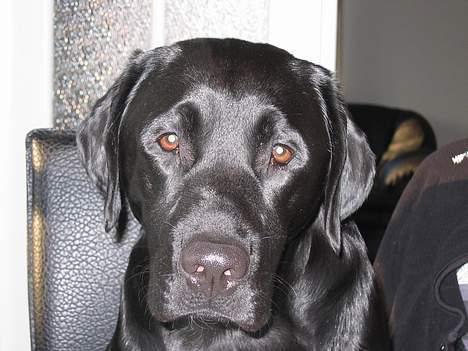Labrador retriever Nemo billede 14