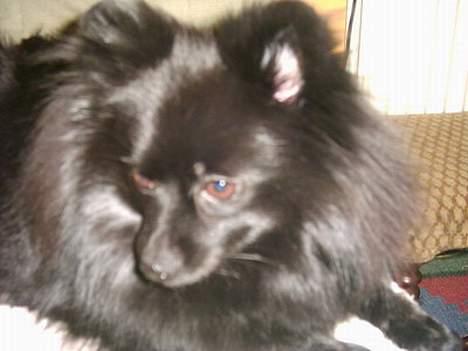 Pomeranian Fie *4-7-2004* - Taget d. 5 marts 2006. Mooor hvorfor så tidlig op. Jeg vil sove......... billede 17