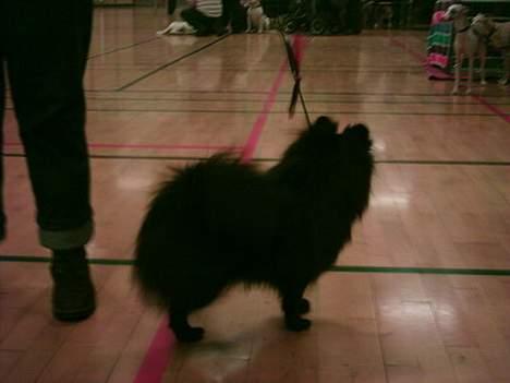 Pomeranian Fie *4-7-2004* - Taget d. 5 marts 2006. Er på mit første skue, er jeg ikke smuk. ;o))))))) billede 18