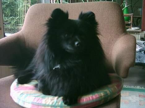 Pomeranian Fie *4-7-2004* - Taget d. 6 marts 2006. Dagen der på eften en lang dag på skue. ;o) billede 19