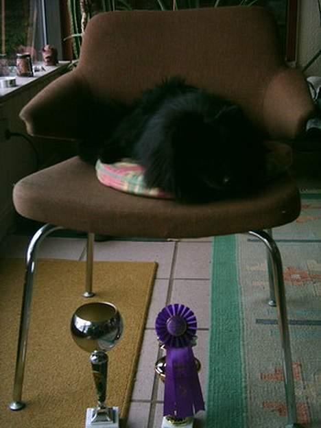 Pomeranian Fie *4-7-2004* - Taget d. 6 marts 2006. Se hvad jeg fik med hjem i går. Er de ikk flotte. ;o) billede 20