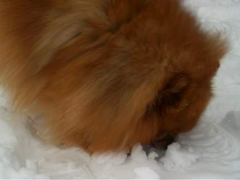 Pomeranian Rocky R.I.P. min skat - han prøver ihærdigt og spise alt sneen igen igen billede 20