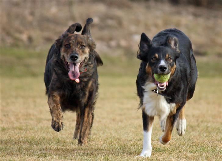 Blanding af racer R.I.P Pjuske - puha hun kan løbe hende sheila billede 20