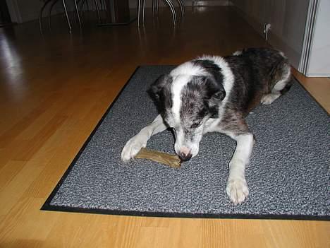 Blanding af racer Don - "Det dufter godt" billede 10