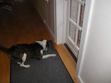 Blanding af racer Don - Den legesyge hund slår til igen.... billede 12