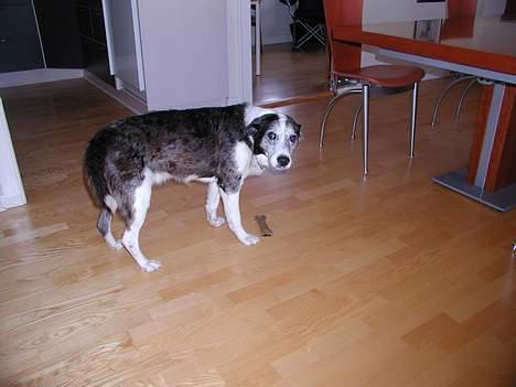 Blanding af racer Don - "Det er altså mit kødben" billede 13