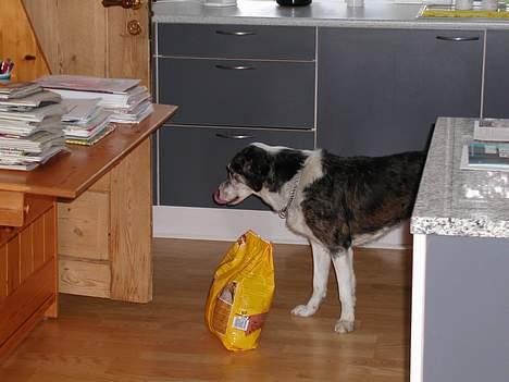 Blanding af racer Don - "Må jeg få lidt mad?" billede 14